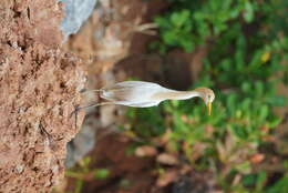 Image of Eastern Cattle Egret