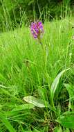 Image of Western Marsh-orchid