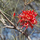 Image of Grevillea sarissa S. Moore