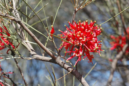 Image of Grevillea sarissa S. Moore