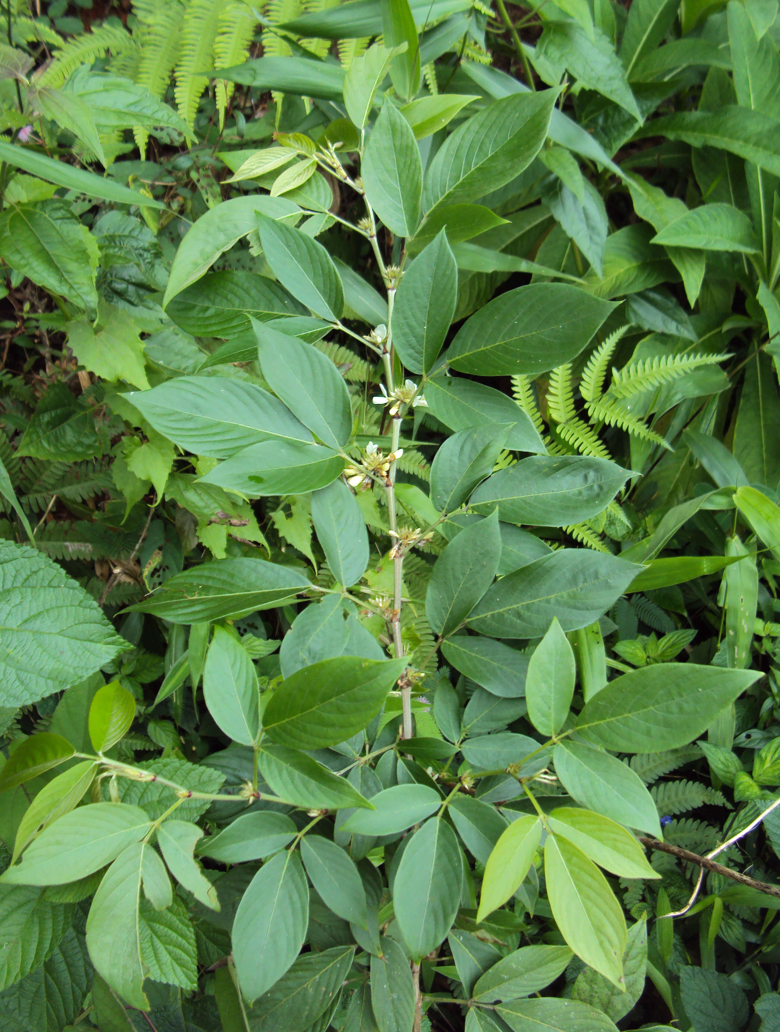 Image of Dendrolobium triangulare (Retz.) Schindl.