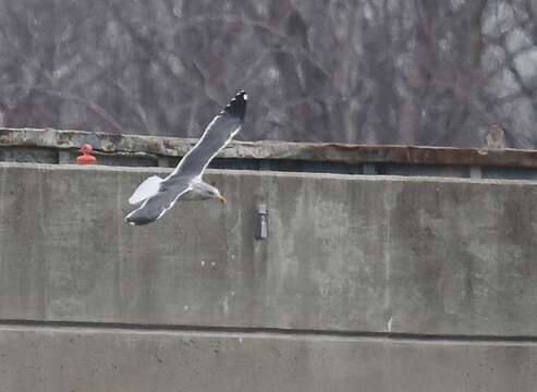 Image of Lesser Black-backed Gull