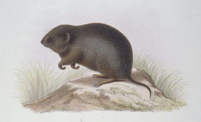 Image of Père David's Chinese Vole
