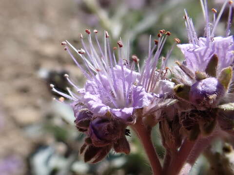 Image of silverleaf phacelia