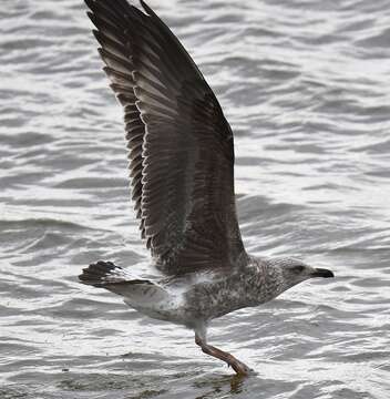 Image of Lesser Black-backed Gull