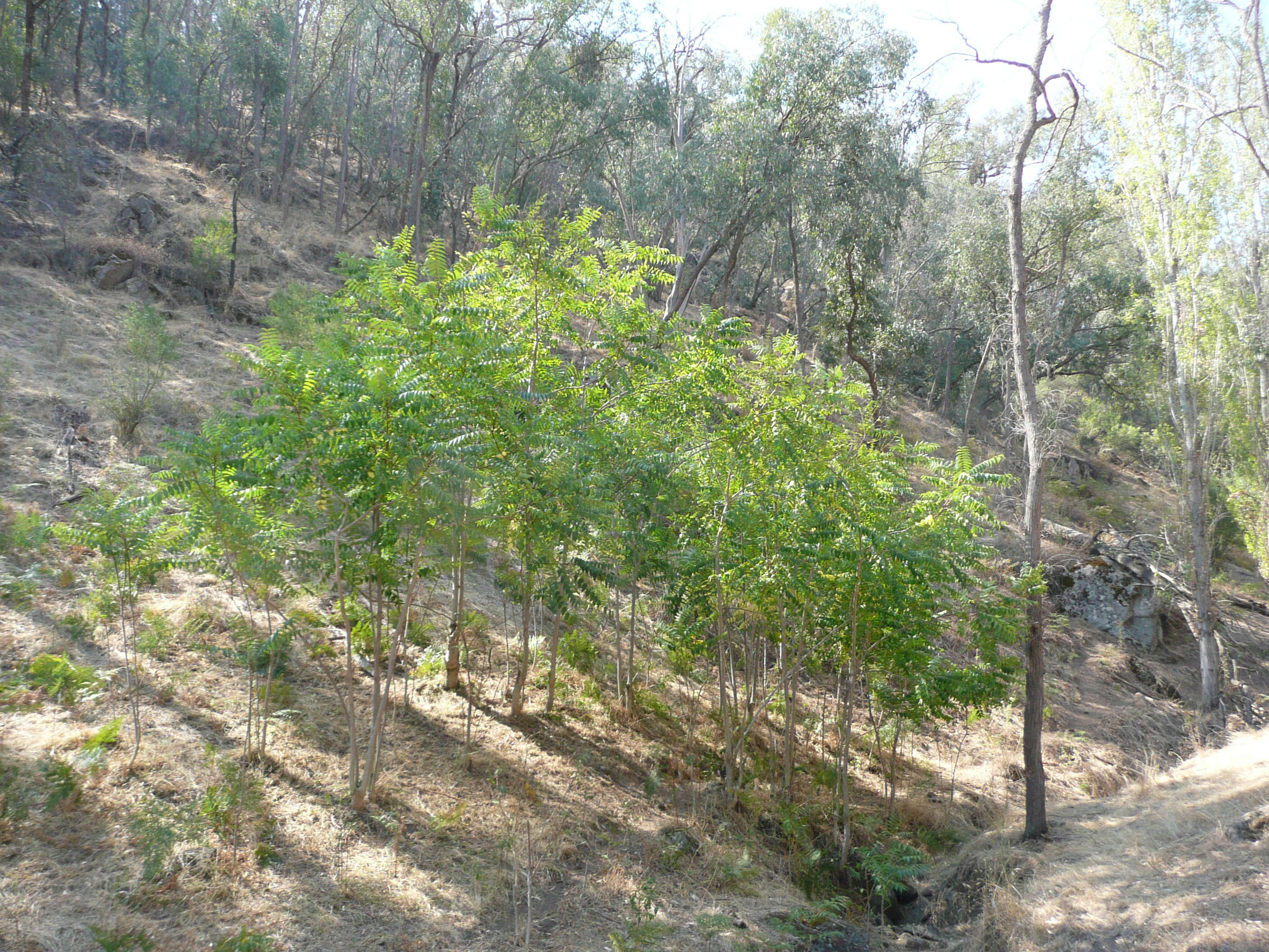 Image de Sumac vinaigrier