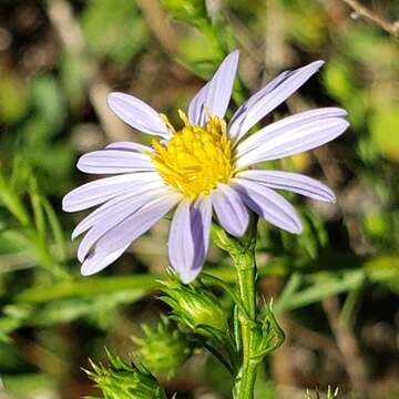 Image of Symphyotrichum kentuckiense