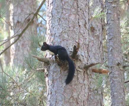 Image of Sciurus meridionalis