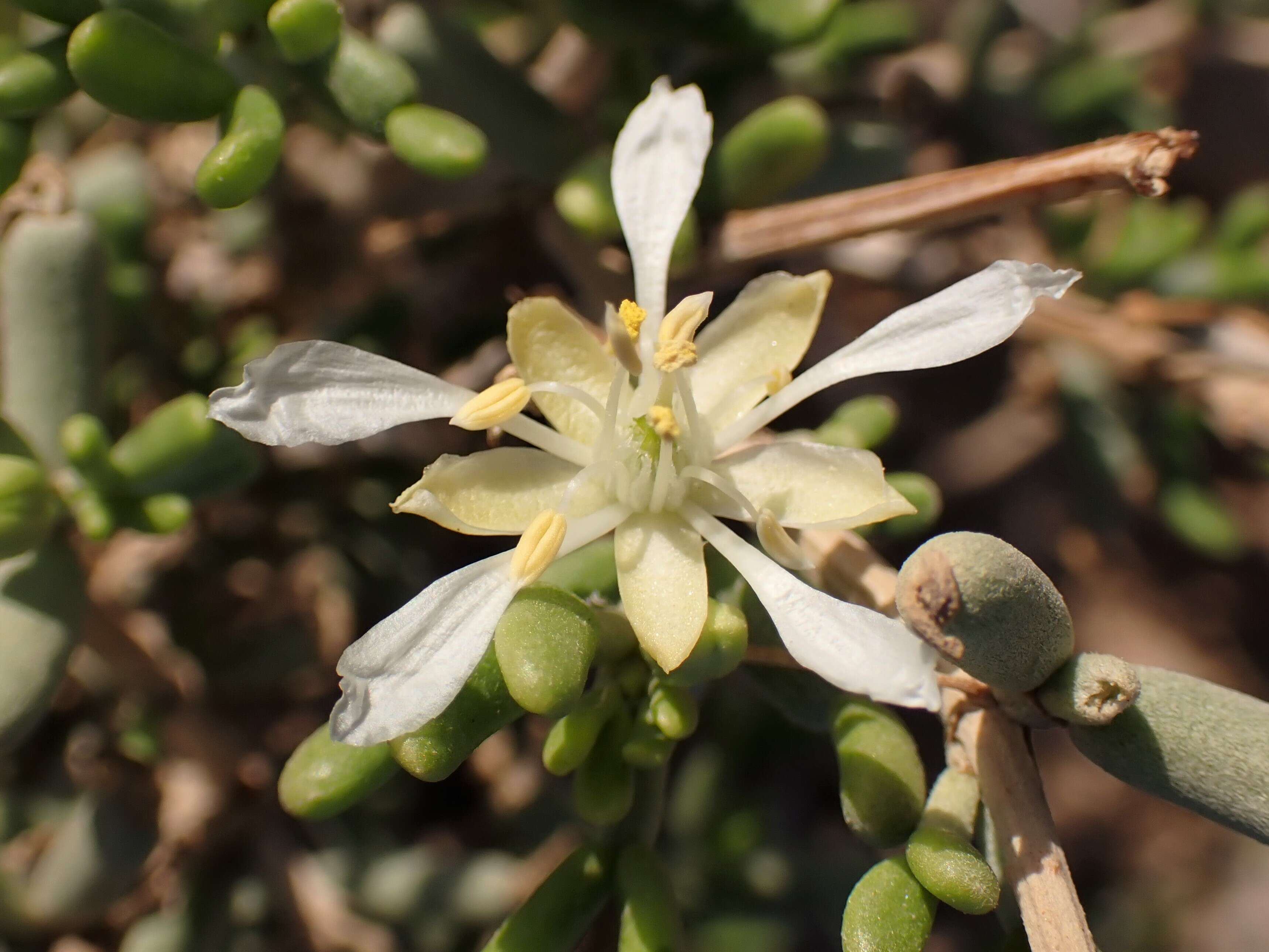 Image of Tetraena dumosa (Boiss.) Beier & Thulin