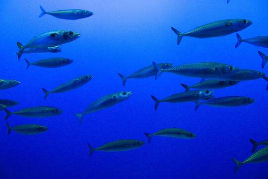 Image of Pacific Chub Mackerel