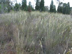 Image of Austrostipa densiflora (Hughes) S. W. L. Jacobs & J. Everett