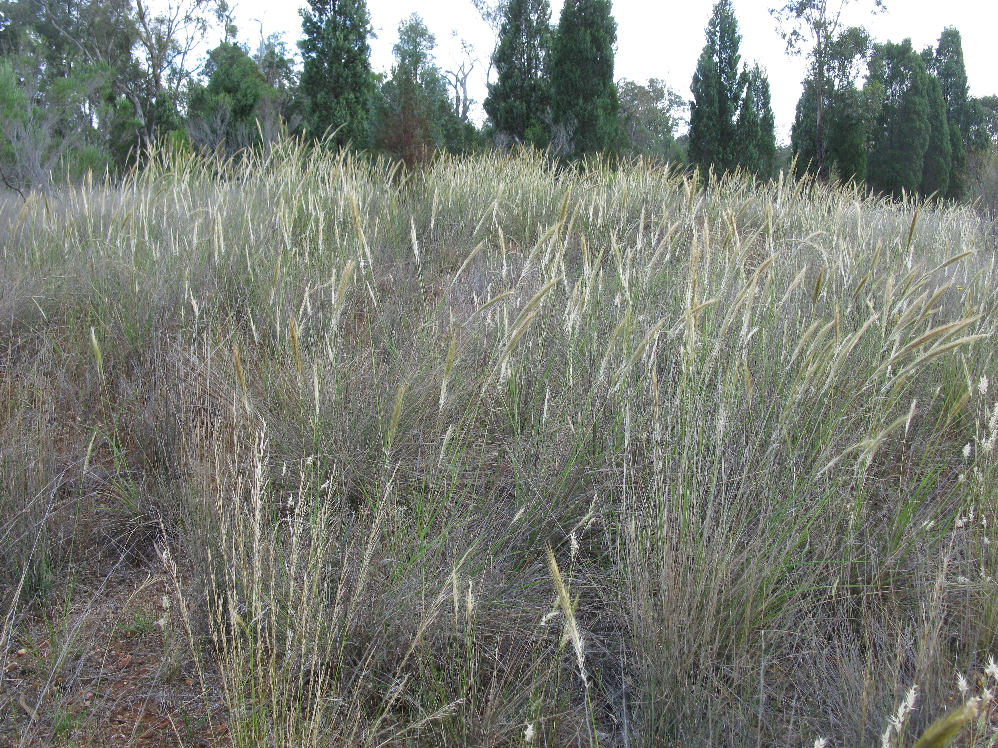 Image of Austrostipa densiflora (Hughes) S. W. L. Jacobs & J. Everett