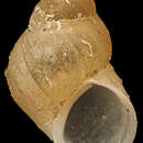 Image of Eatoniella latebricola Ponder 1965