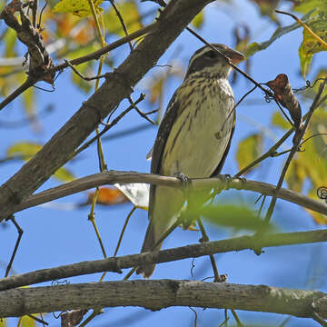 Image of Rose-breasted Grosbeak