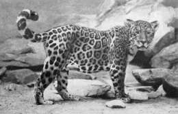 Image of Jaguar