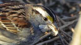 Image of White-throated Sparrow