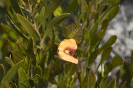 Imagem de Daviesia alternifolia Endl.