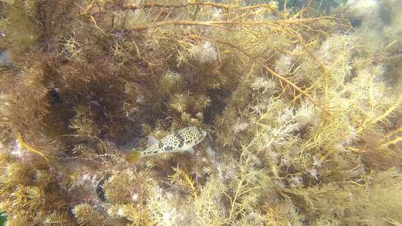 Image of Smooth Toadfish