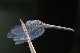 Image of Dark Dropwing