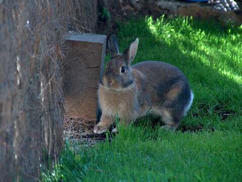 Image of Oryctolagus cuniculus domesticus