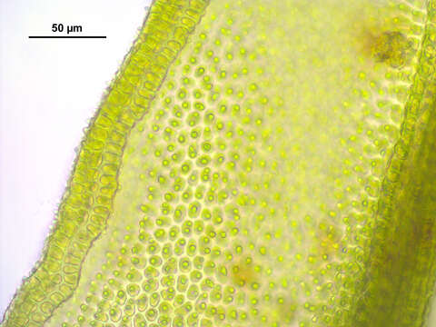 Image de Orthotrichum striatum Hedwig 1801