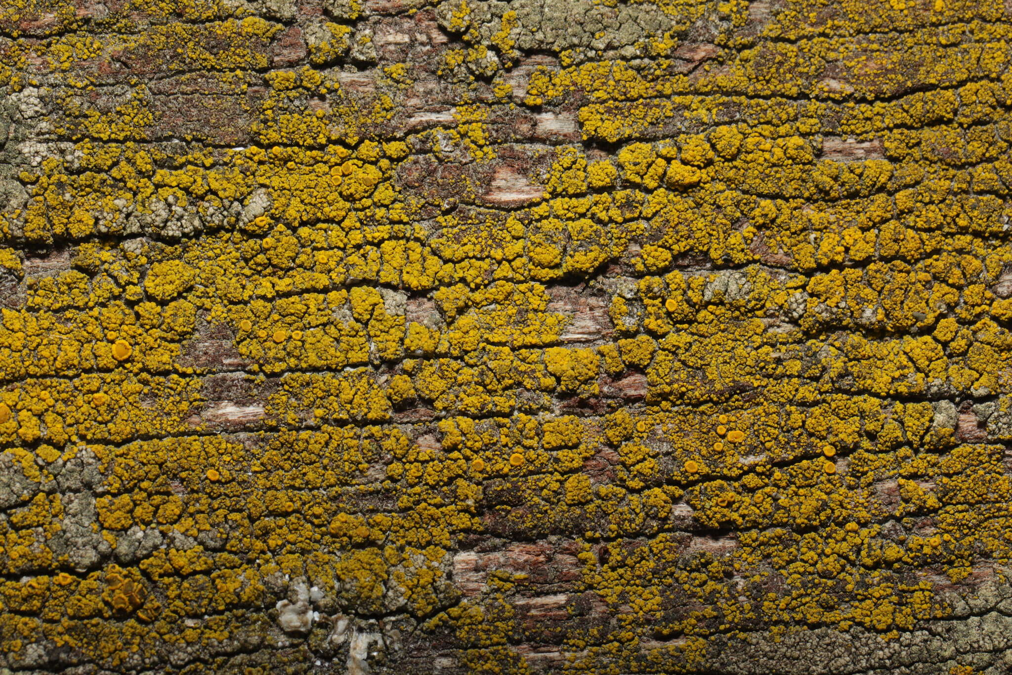 Image of eggyolk lichen