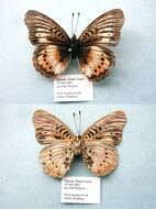 Image of Junonia sophia Fabricius 1793