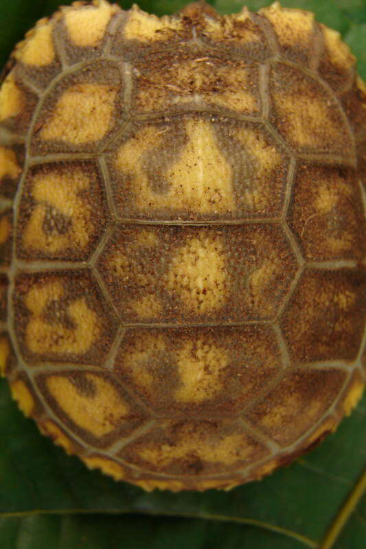 Image of Yellow-footed Tortoise