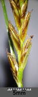 Image of Flat-sedge