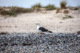 Image of Lesser Black-backed Gull