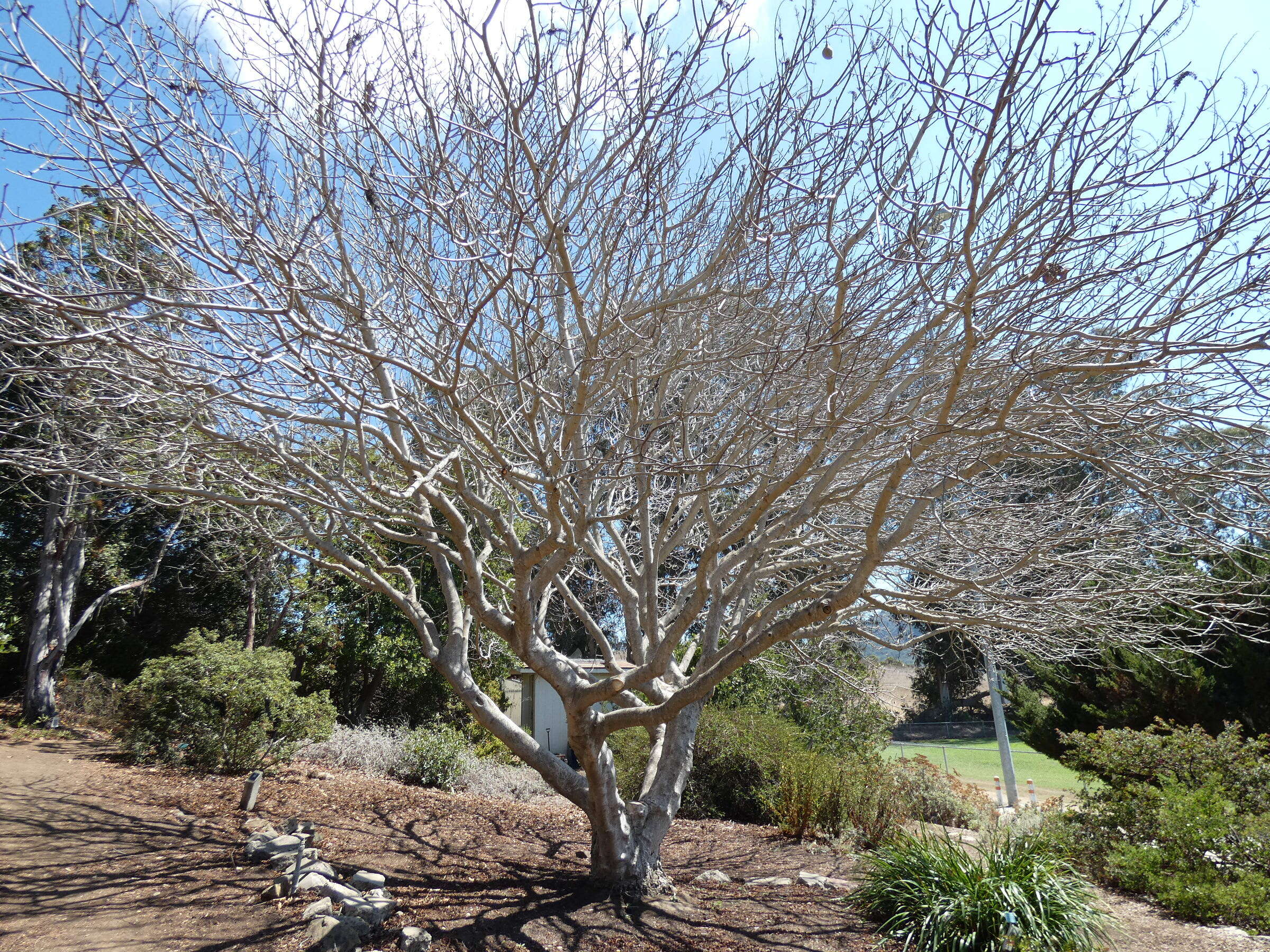 Image of California buckeye