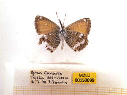 Image of Leptotes webbianus