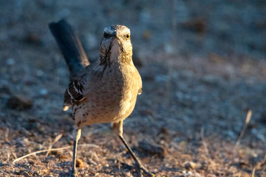 Image of Chilean Mockingbird