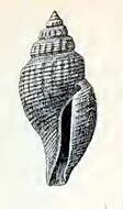 Image of Daphnella eugrammata Dall 1902