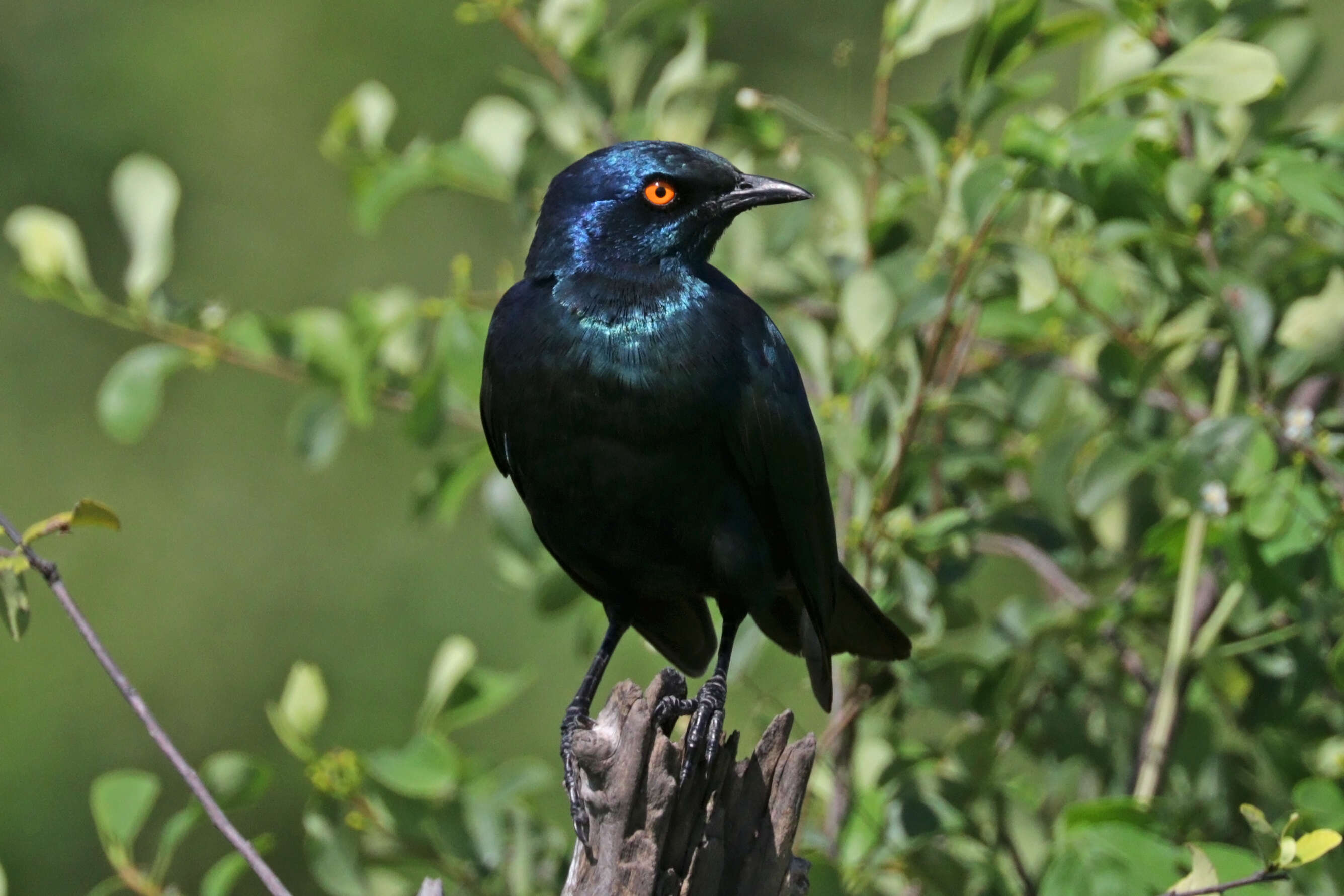 Image of Cape Glossy Starling