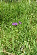 Image of tuberous vervain