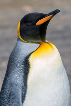 Image of King Penguin