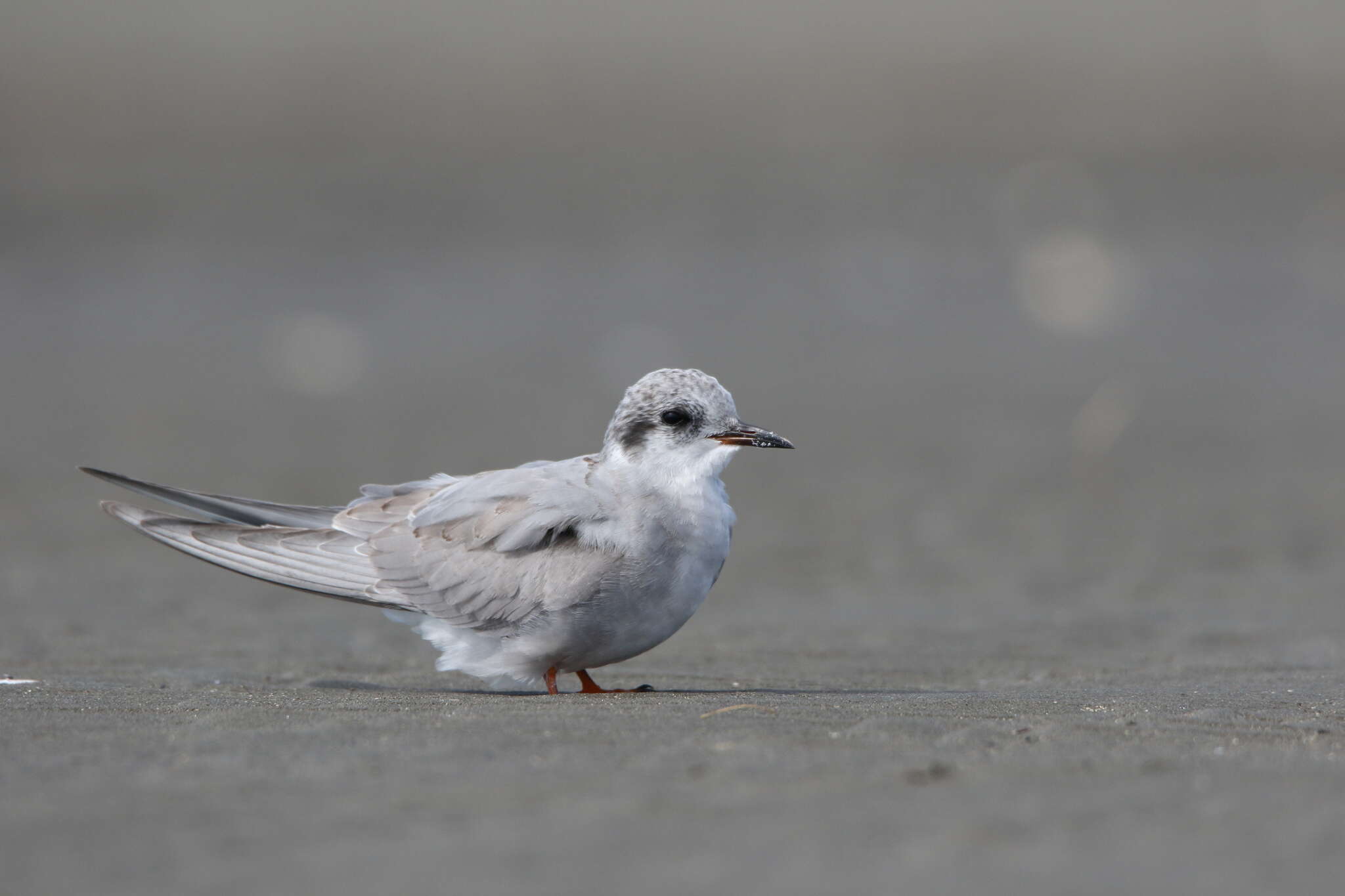 Image of Black-fronted Tern