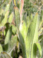 Image of Scouler's woollyweed