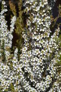 Image of Leptospermum continentale J. Thompson