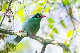 Image of Bornean Green Magpie