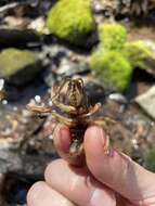 Image of Chattahoochee Crayfish