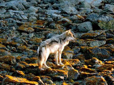 Imagem de Canis lupus crassodon Hall 1932