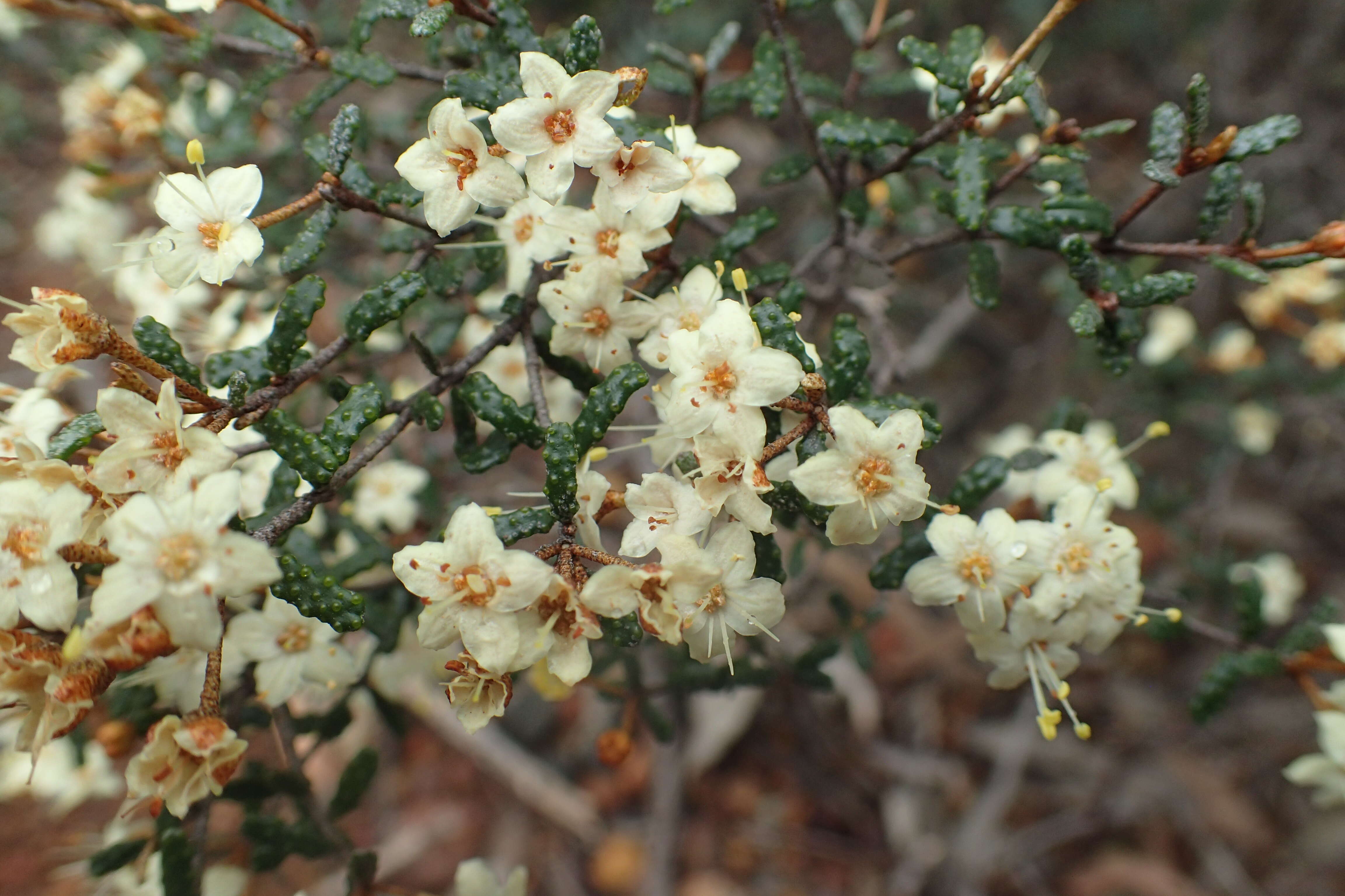 Image of Phebalium tuberculosum (F. Müll.) Benth.