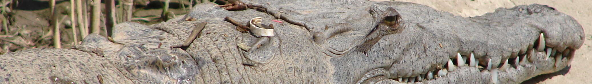 Image of American Crocodile