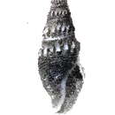 Image of Crassispira montereyensis (Stearns 1871)