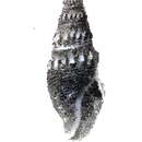 Image de Crassispira montereyensis (Stearns 1871)