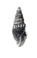 Image of Crassispira montereyensis (Stearns 1871)