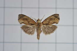 Image of Cryptophlebia repletana Walker 1863