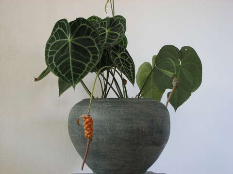 Imagem de Anthurium crystallinum Linden & André